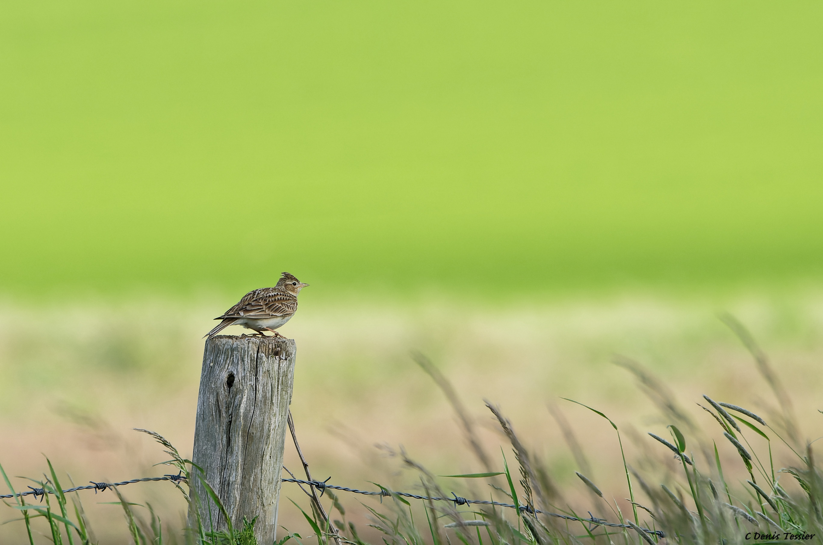 une alouette des champs, un oiseau parmi la biodiversité de la ferme